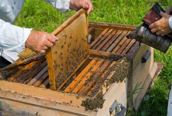 Закон о пчеловодстве